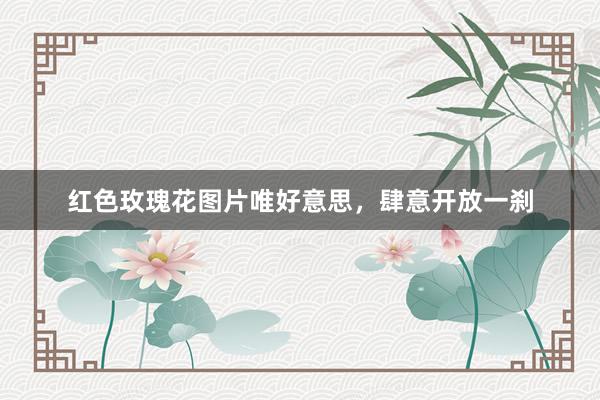 红色玫瑰花图片唯好意思，肆意开放一刹