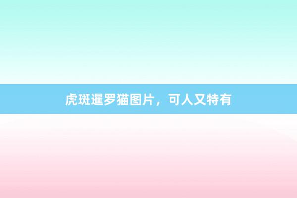 虎斑暹罗猫图片，可人又特有