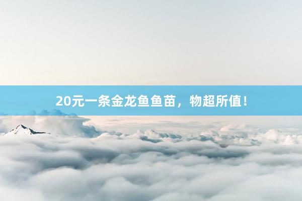 20元一条金龙鱼鱼苗，物超所值！